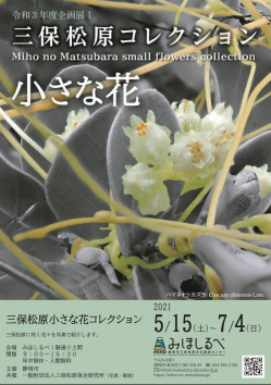 みほしるべ企画展「三保松原小さな花コレクション」表.png
