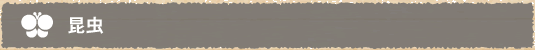 昆虫