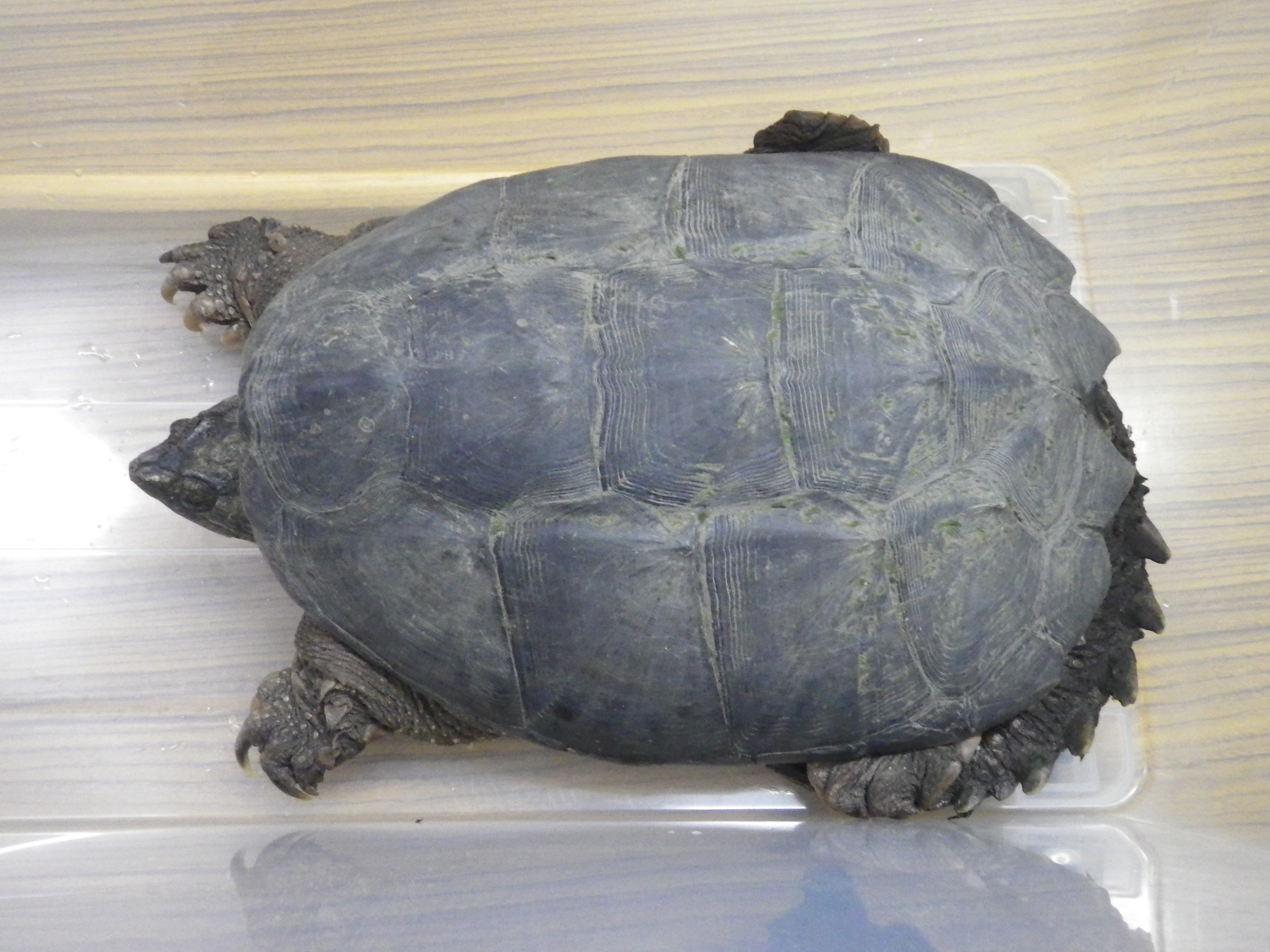 https://www.shizutan.jp/news/2020/04/23/images/%E4%B8%8A%E3%81%8B%E3%82%89.JPG