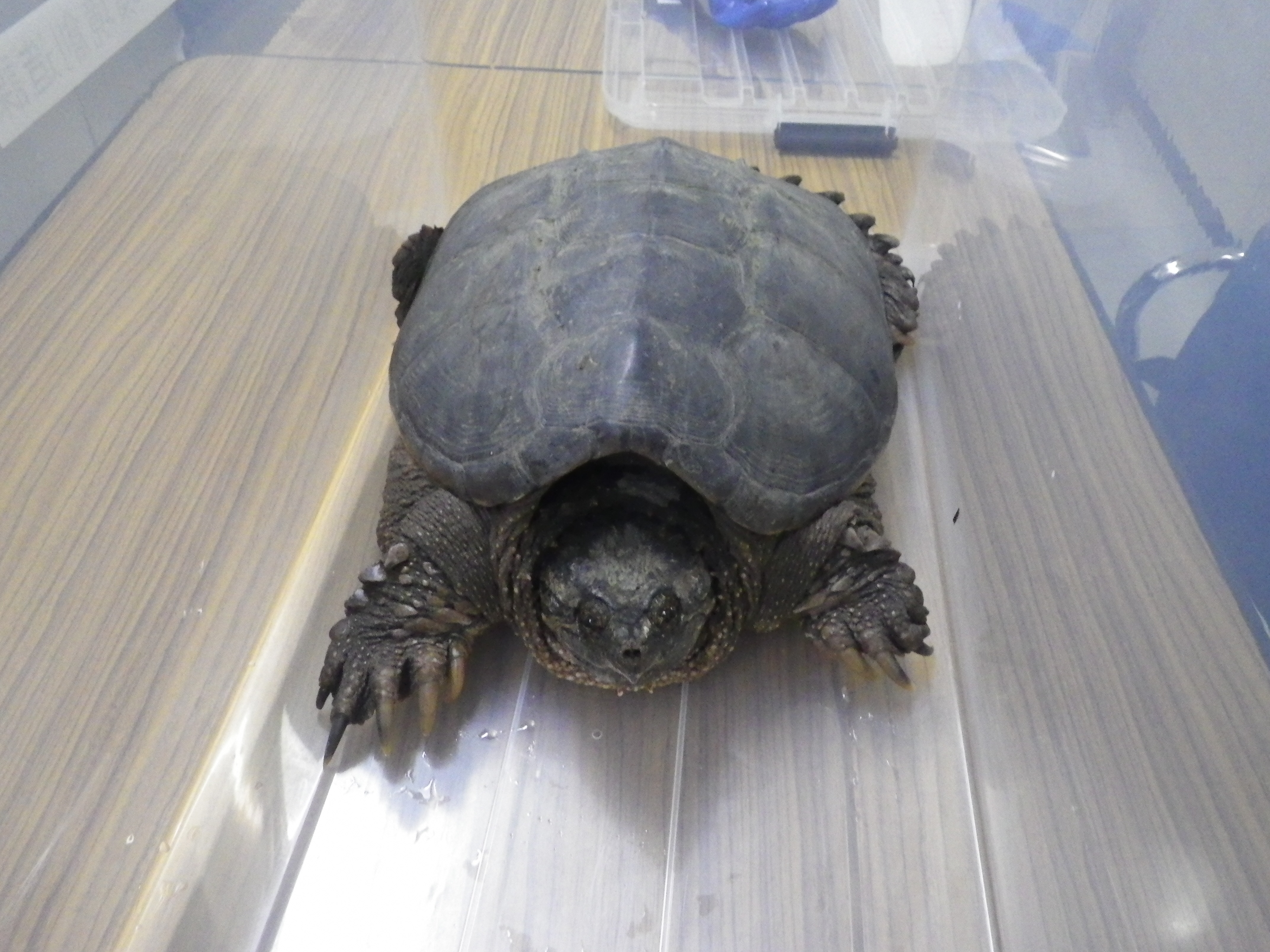 https://www.shizutan.jp/news/2020/04/23/images/%E6%AD%A3%E9%9D%A2.JPG