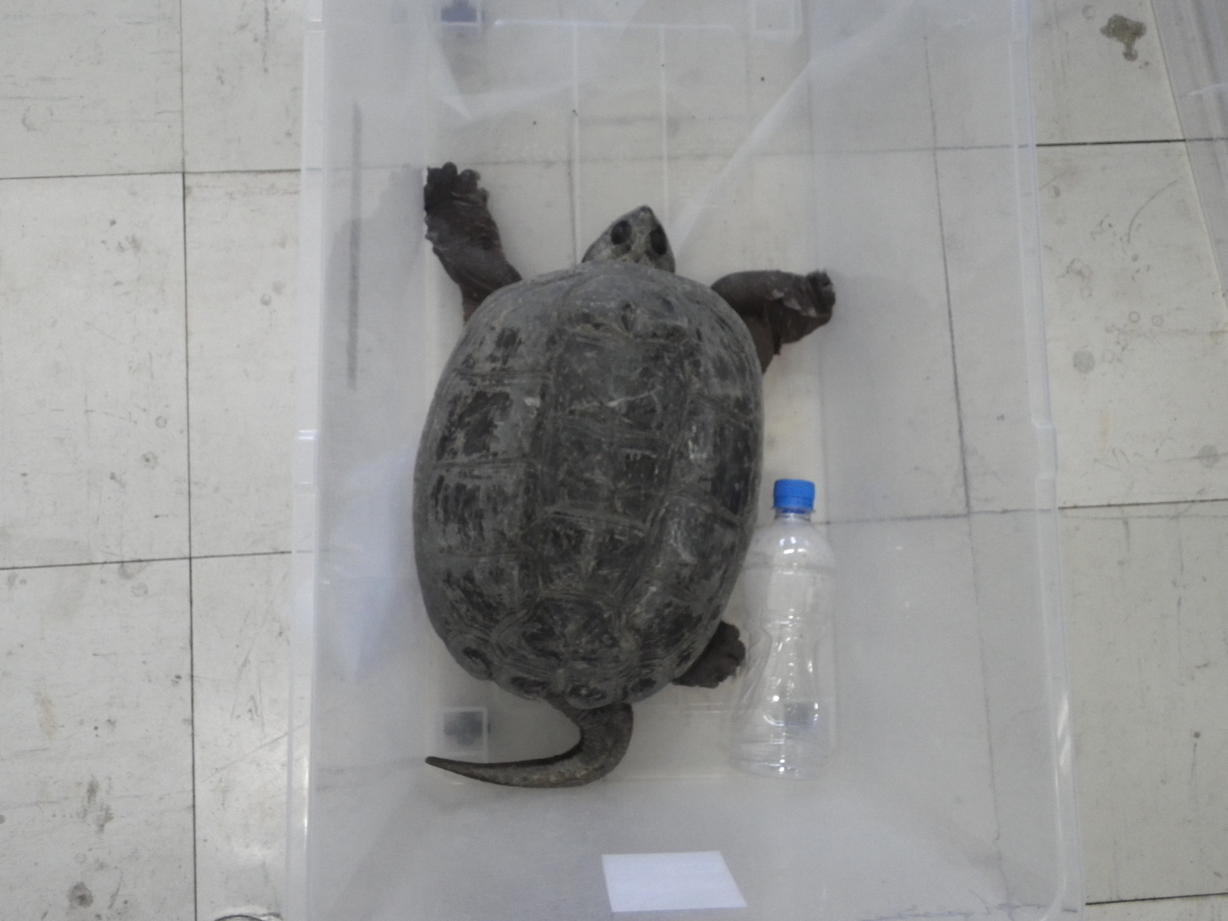 https://www.shizutan.jp/news/2021/06/15/images/IMGP0039.JPG