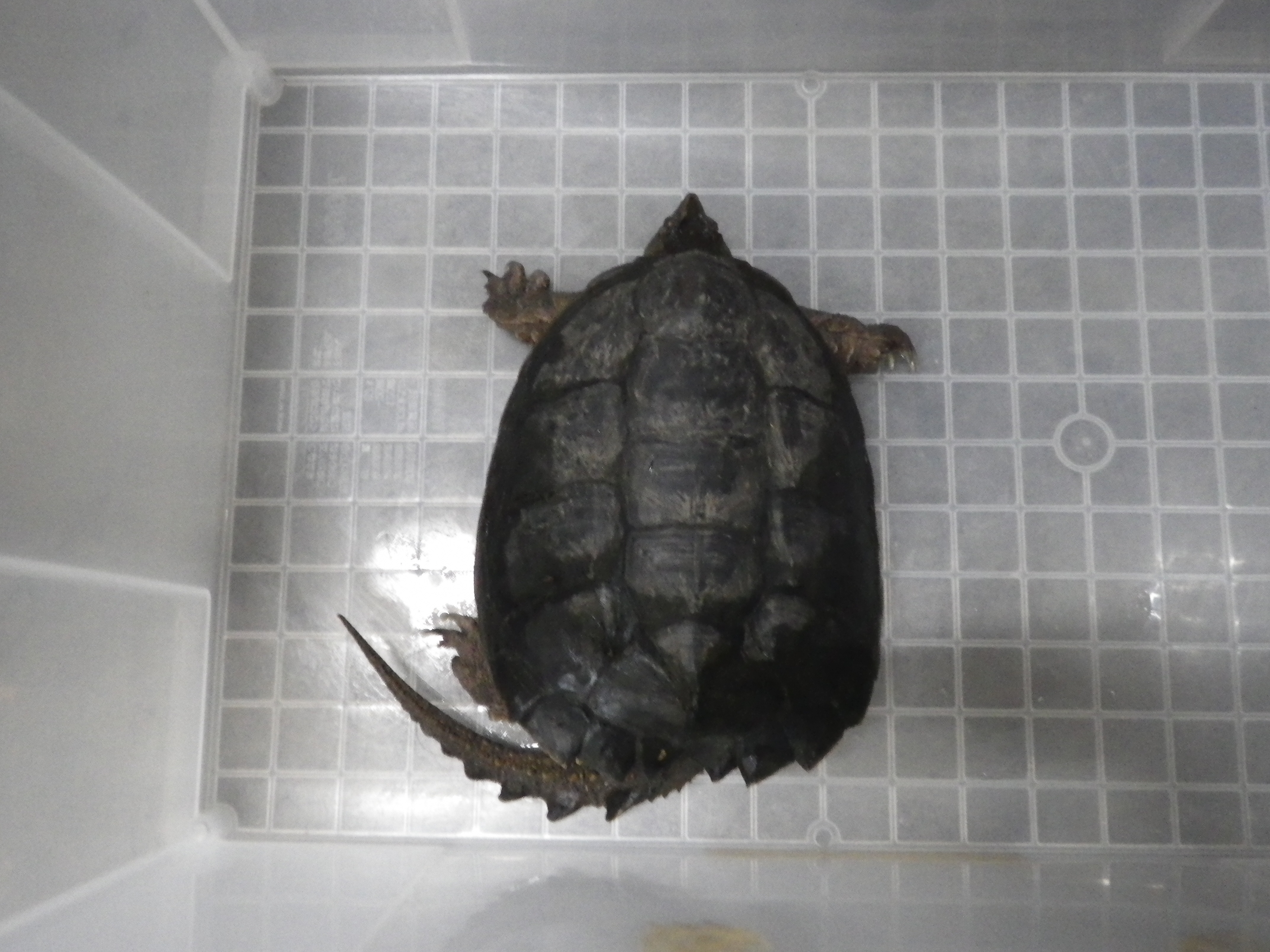 https://www.shizutan.jp/news/2021/08/16/images/IMGP0060.JPG