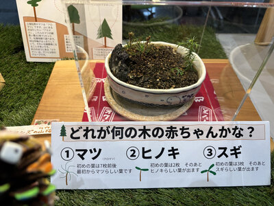 クイズ２.jpg