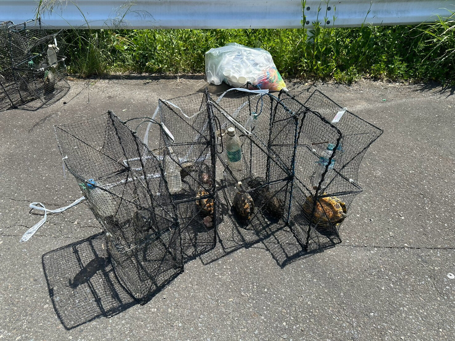 LINE_ALBUM_カメ調査_260820_57.jpg