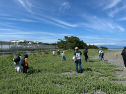 LINE_ALBUM_渚の植物観察会（202666）_260731_21　海浜散策.jpg