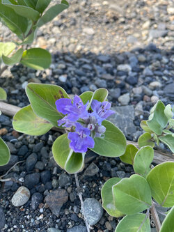 LINE_ALBUM_渚の植物観察会（202666）_260731_56　植物.jpg