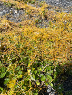LINE_ALBUM_渚の植物観察会（202666）_260731_53　植物.jpg