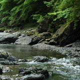 西河内川（横沢）