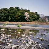 藁科川（木枯の森）