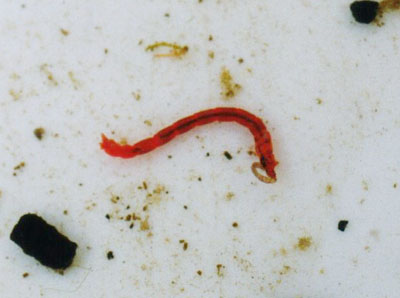 赤いユスリカ科のなかま