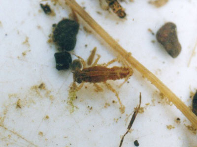 アカマダラカゲロウ