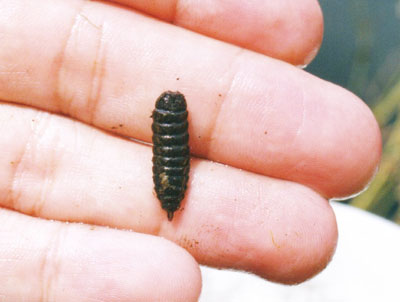 アメリカミズアブ