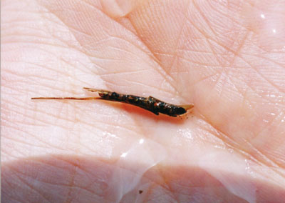 アオヒゲナガトビケラ属のなかま