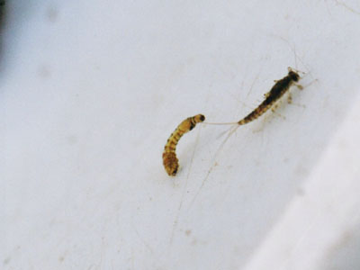 ブユ科のなかま