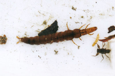 チャバネヒゲナガカワトビケラ