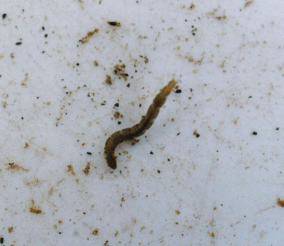 茶色いユスリカ科のなかま