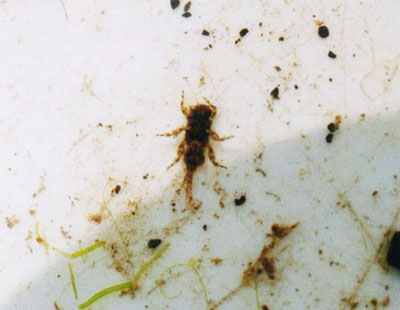 エラブタマダラカゲロウ