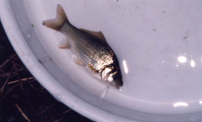 フナ属のなかま