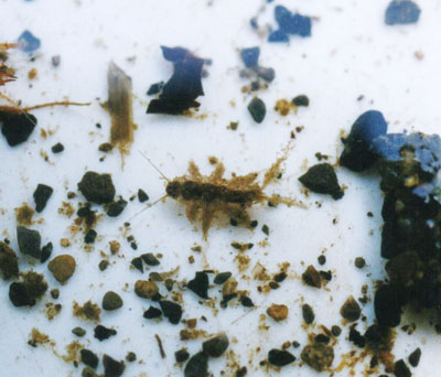 フサオナシカワゲラ属のなかま