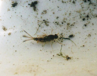 フタバカゲロウ