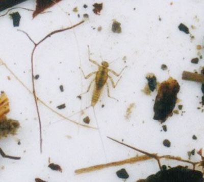 フタバコカゲロウ