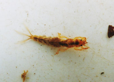 フタスジモンカゲロウ