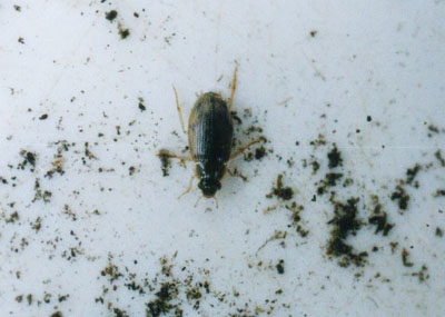 ガムシ科のなかま