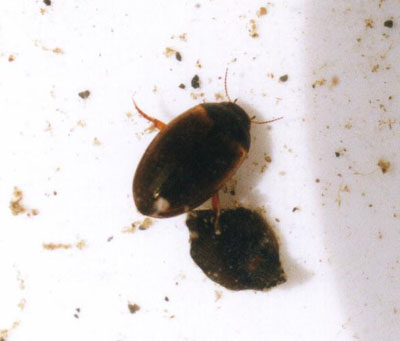 ゲンゴロウ科のなかま