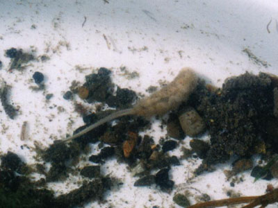 ハナアブ科のなかま