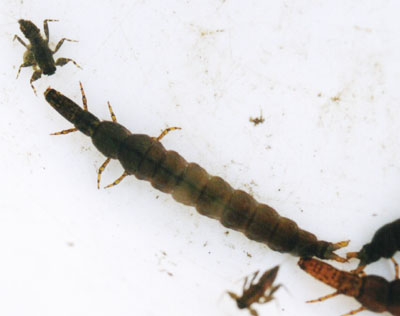 ヒゲナガカワトビケラ