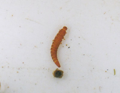 ヒメドロムシ科のなかま