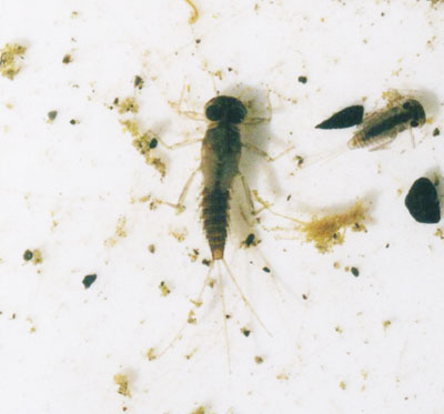 ヒメヒラタカゲロウ