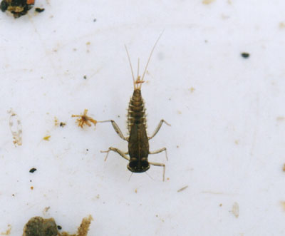 ヒメヒラタカゲロウ属のなかま