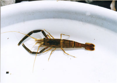 ヒラテテナガエビ