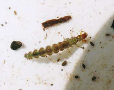 ヒロアタマナガレトビケラ