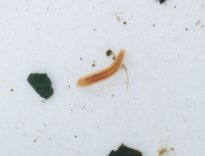 ヒル類のなかま