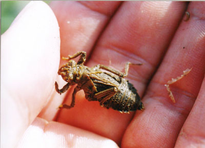 サナエトンボ科のなかま（１）