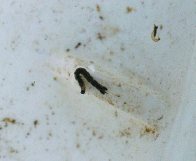 ホソカ科のなかま