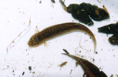 ホトケドジョウ