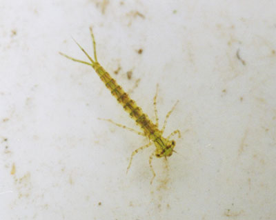 イトトンボ科のなかま