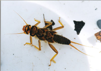 カミムラカワゲラ