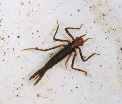 カワトンボ科のなかま