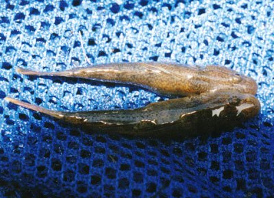 カワヨシノボリ