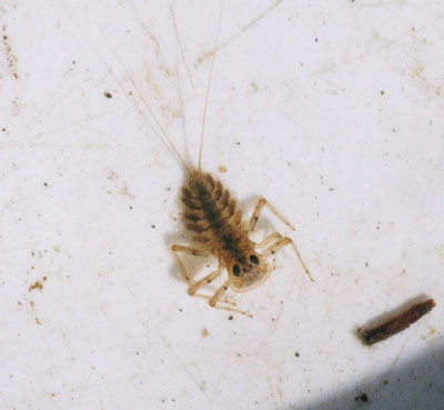 キイロヒラタカゲロウ