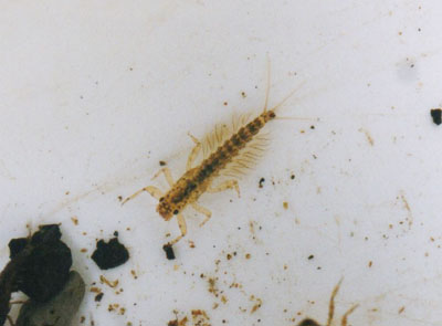 キイロカワカゲロウ