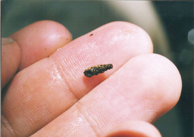 コエグリトビケラ属のなかま