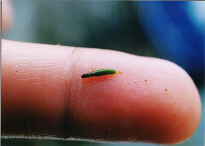 コガタシマトビケラ