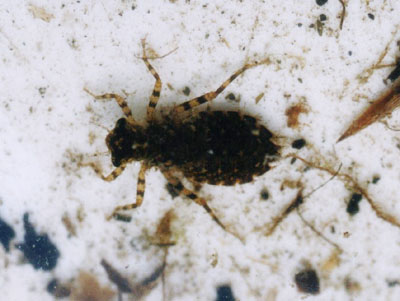 コシアキトンボ