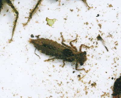 コシボソヤンマ