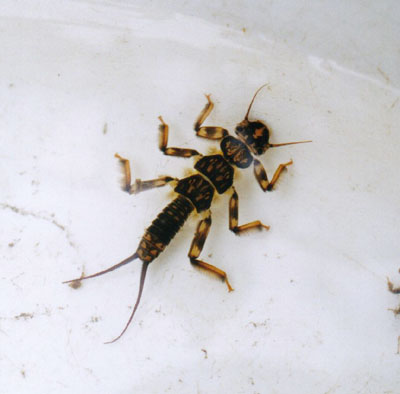 クラカケカワゲラ属のなかま